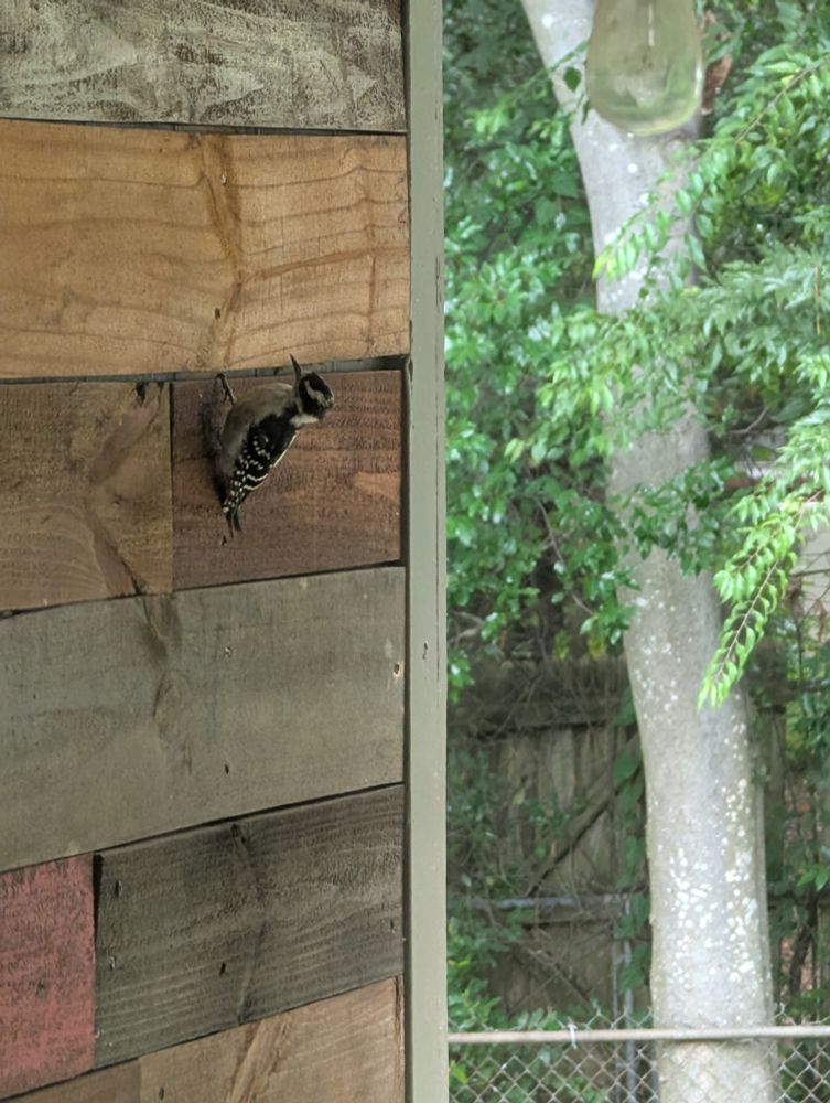 downy woodpecker on my wall