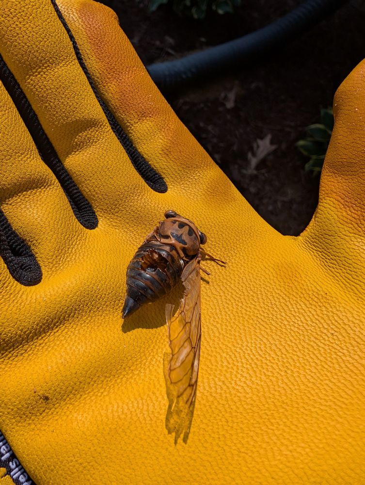 Dead cicada with suspiciously grub-shaped hole in its abdomen 