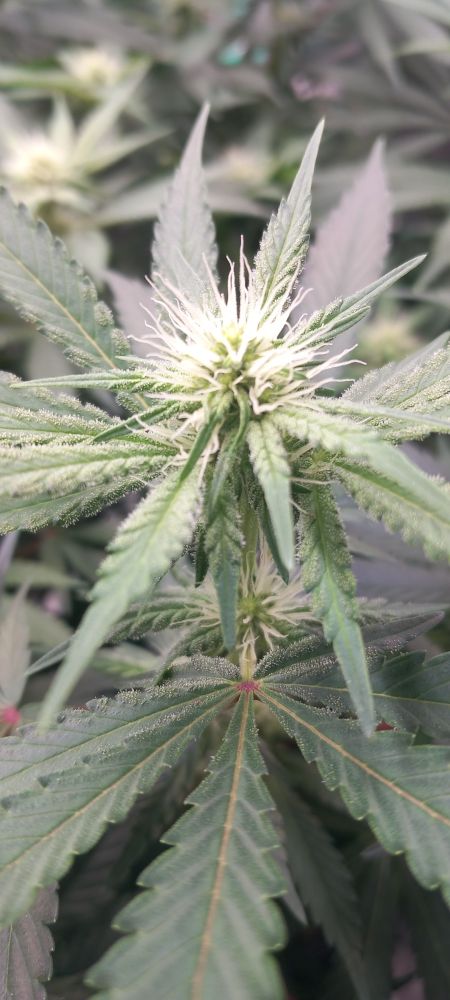wie eben schon Eine einzelne Cannabisblüte ist im Fokus