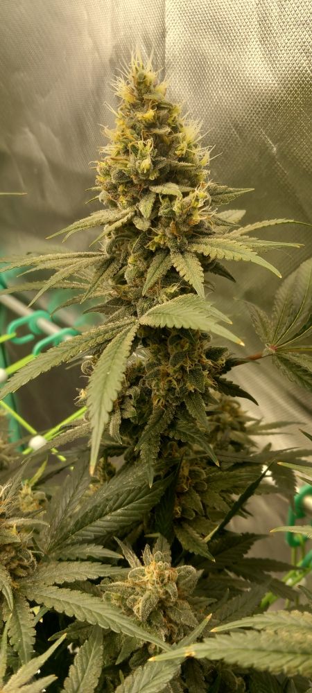 Ein Bud der UMME im Fokus man sieht noch viele neue Triebe um die Blüte herum, trotz dessen ist sie bereits nah am Erntetag