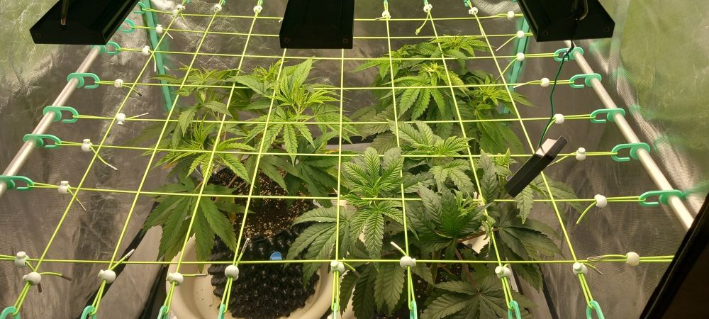In einem Indoorgrowzelt stehen 3 Cannabispflanzen im Wachstum, alle 3 sind in sog. Airpots
