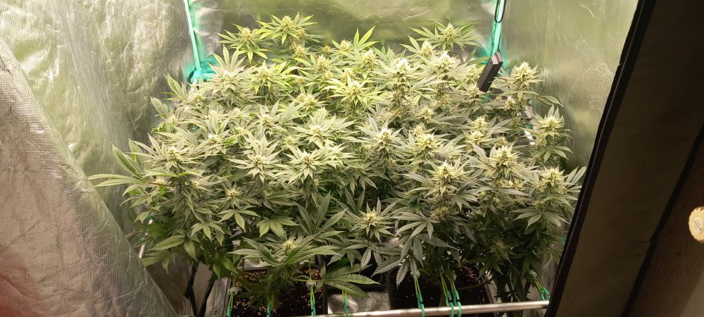 Blick in ein Indoorgrowzelt in dem 3 Cannabispflanzen in voller Blüte stehen, diese 3 Pflanzen füllen den gesamten Raum des 1x1m Zeltes aus