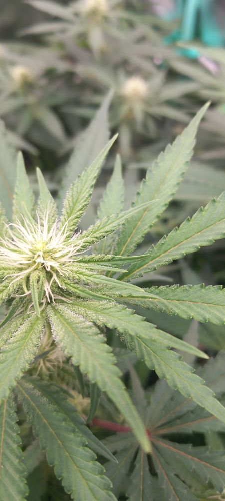 Eine weitere einzelne Cannabisblüte ist im Fokus
