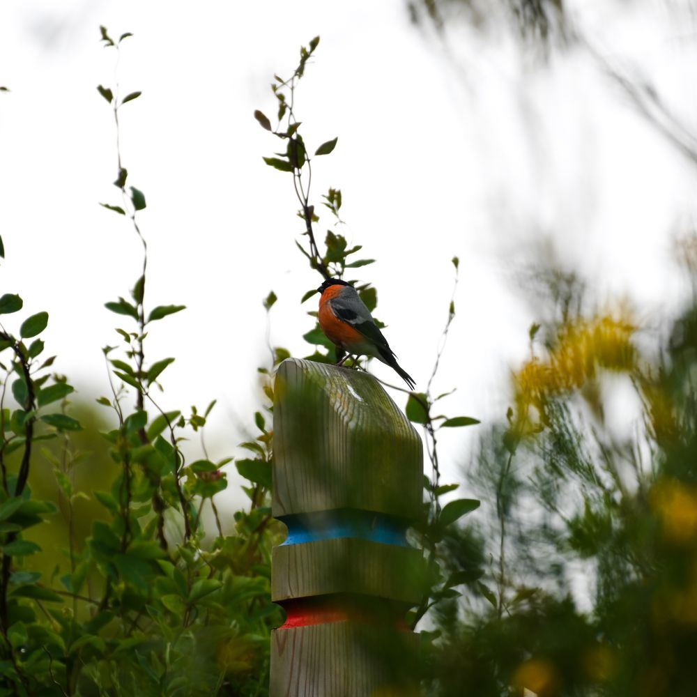 a male bullfinch perches on a colour coded trail marker