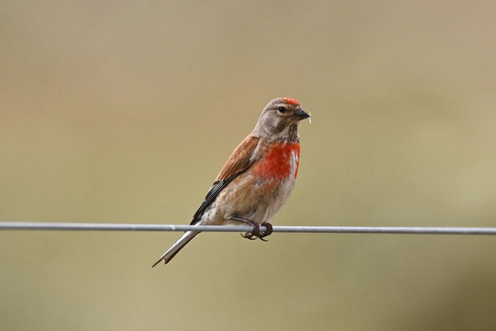 a male linnet, with stunning reddish breast and crown looking almost fluorescent in the light, perched on a wire fence