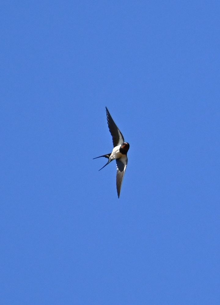 a barn swallow with its tail streamers in full view, doing some aerial acrobatics against a blue sky