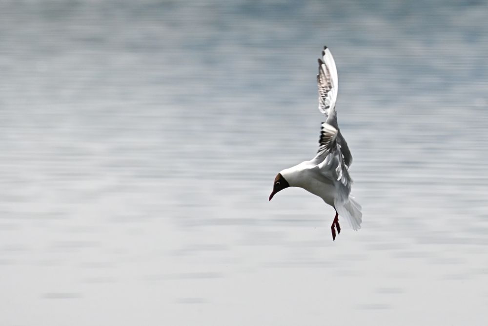 a black headed gull in flight, about to dive into the water