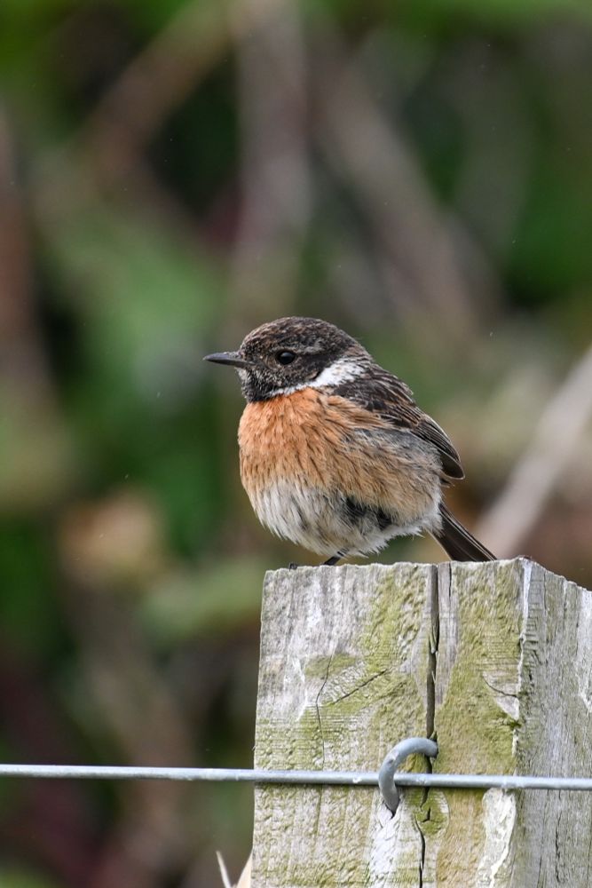 a stonechat, with orange breast, sits on the top of a fence post
