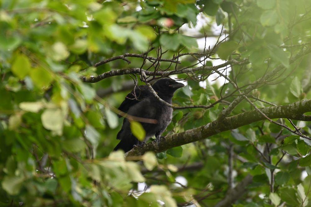 A juvenile crow, with pale eyes and big baby mouth, peaks through branches, looking fluffy. 