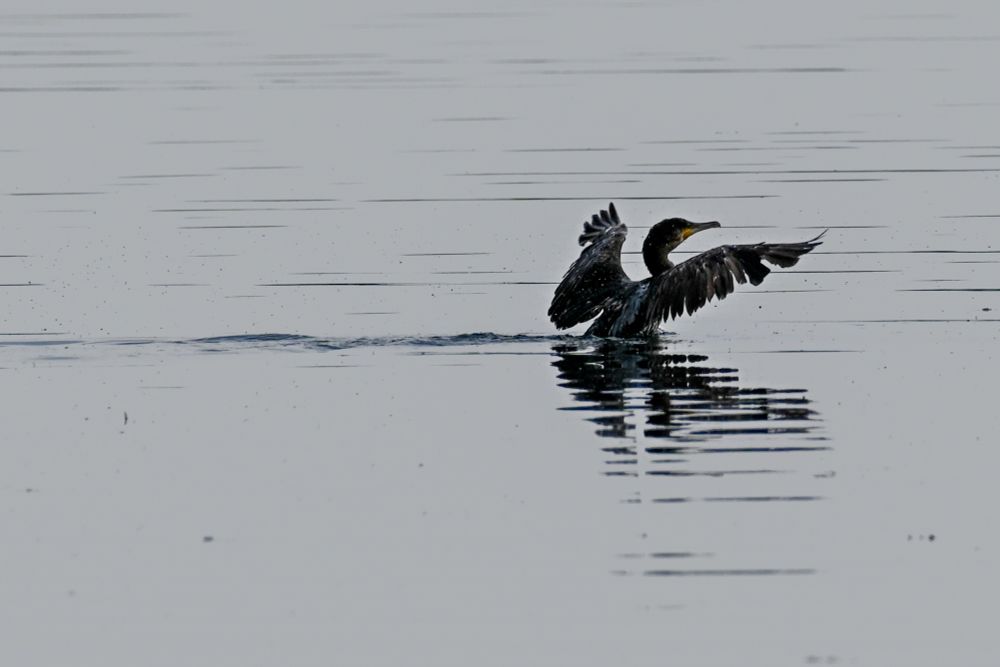 a cormorant stretches its wings after jumping through the still water 