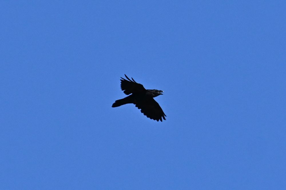 a raven with its beak open and calling whilst in flight