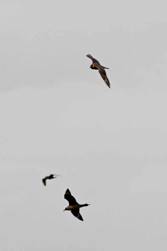 Arctic Skua / Parasitic Jaeger fly against the grey sky