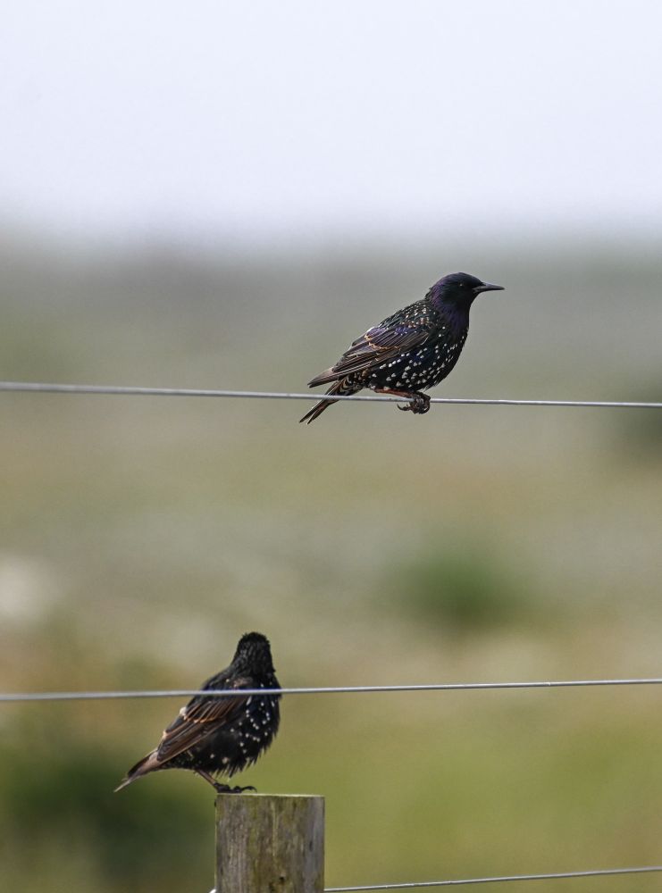 a pair of starlings sit on a wire fence