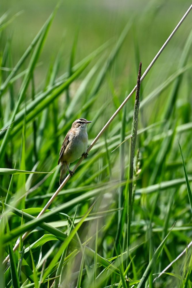 a sedge warbler perches neatly 
