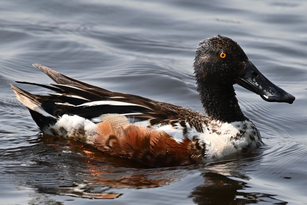 a slightly scruffy looking shoveler duck floating smoothly on the water