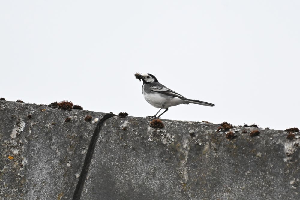 A pied wagtail on a mossy roof with a collection of bugs in its beak