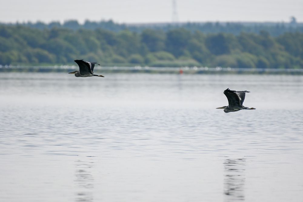 a pair of grey herons fly across the loch