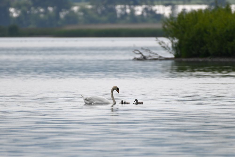 a mute swan and her cygnets