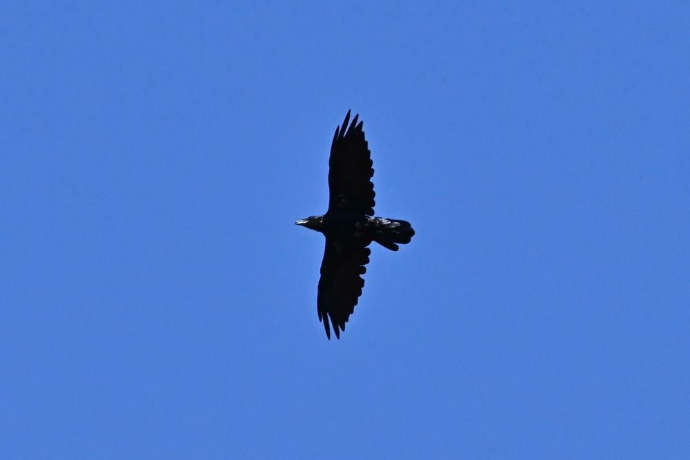 a raven in flight against a blue sky, the light reflecting on its large beak