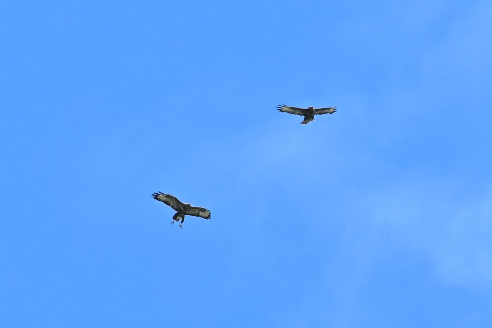 two buzzards in flight, in the sun against a blue sky, one with both legs out after some aerial acrobatics 