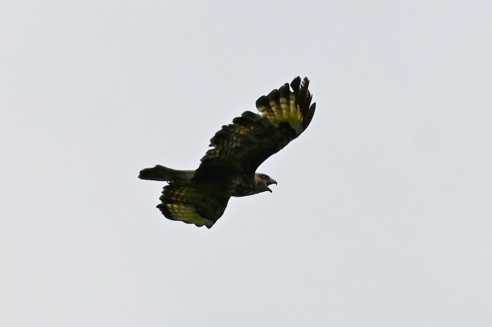 a buzzard in flight in a more side-on view this time, still mouth open and cawing