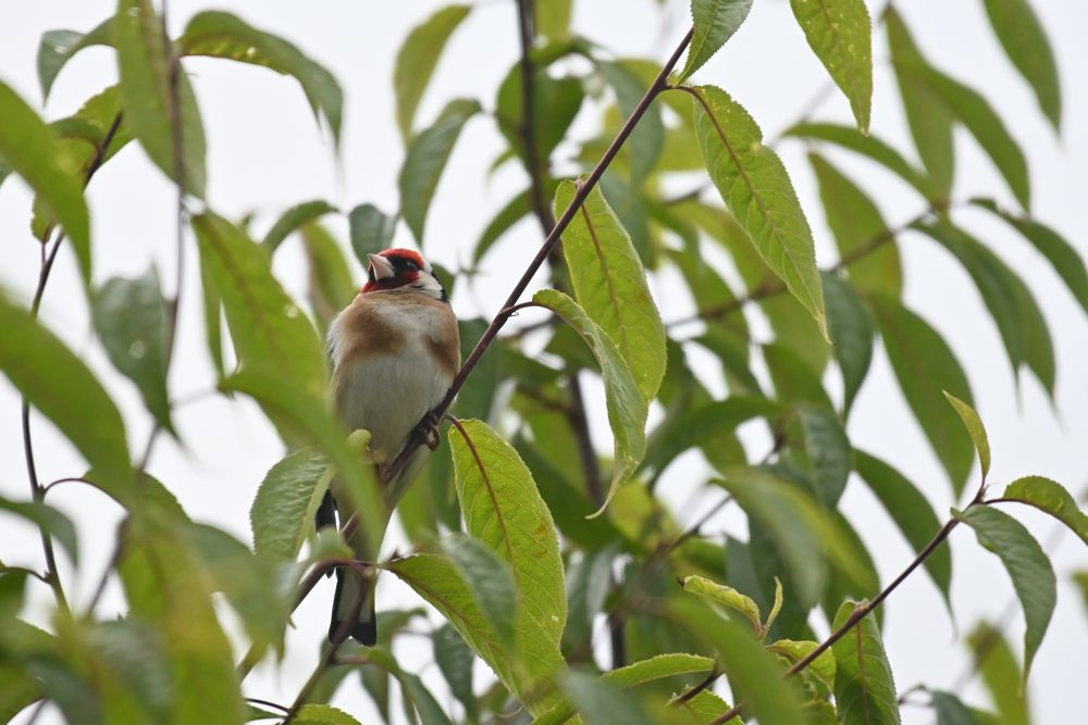 A goldfinch sits amongst green leaves, looking up
