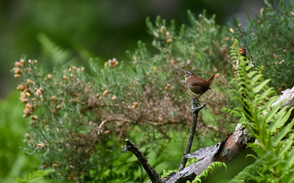 A tiny wren perches on a fallen branch, singing out into to the woodland