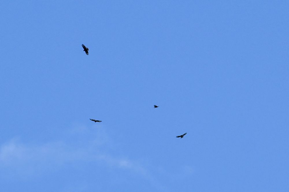 four buzzards soaring high in the distance against a blue sky with a touch of soft white clouds. 