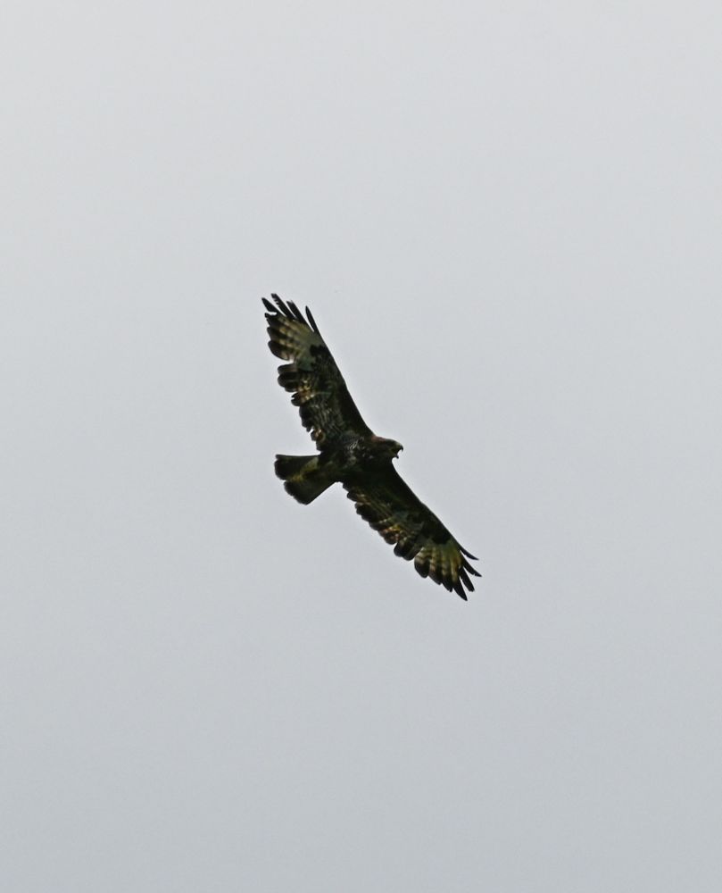 a buzzard in flight against a cloudy backdrop, mouth open and cawing as it goes