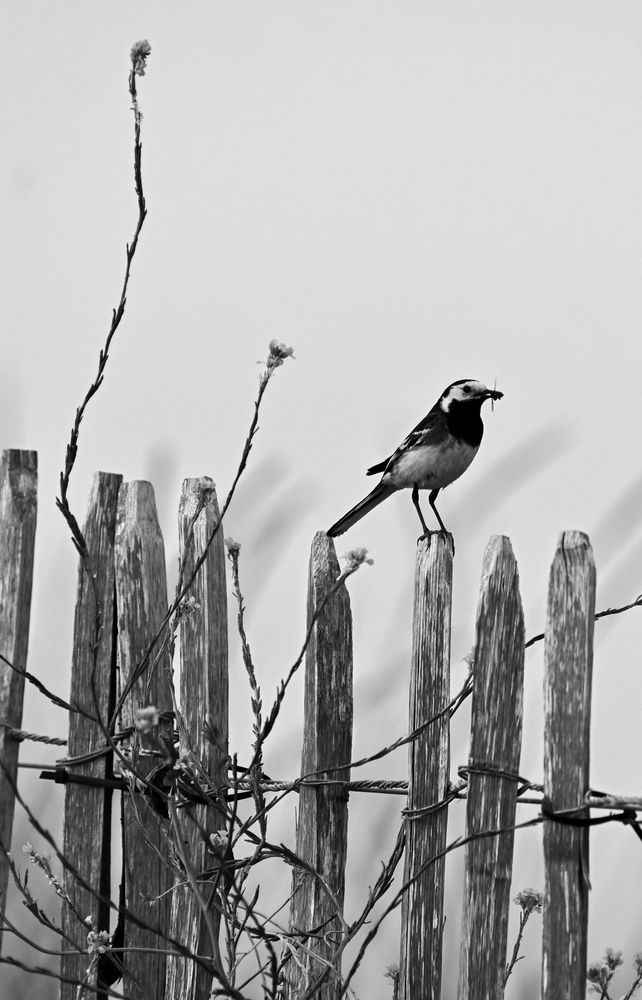 a pied wagtail sits on a wooden post of a fence, with an insect in its beak, and a flowered plant infront