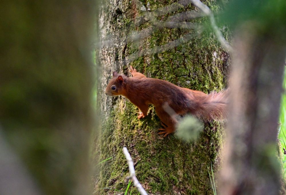 a red squirrel perched on a tree, on alert 
