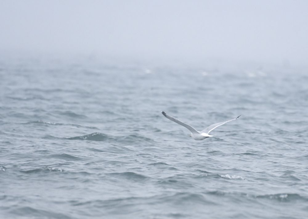 a gull flies out to sea, fading into the haar (fog)