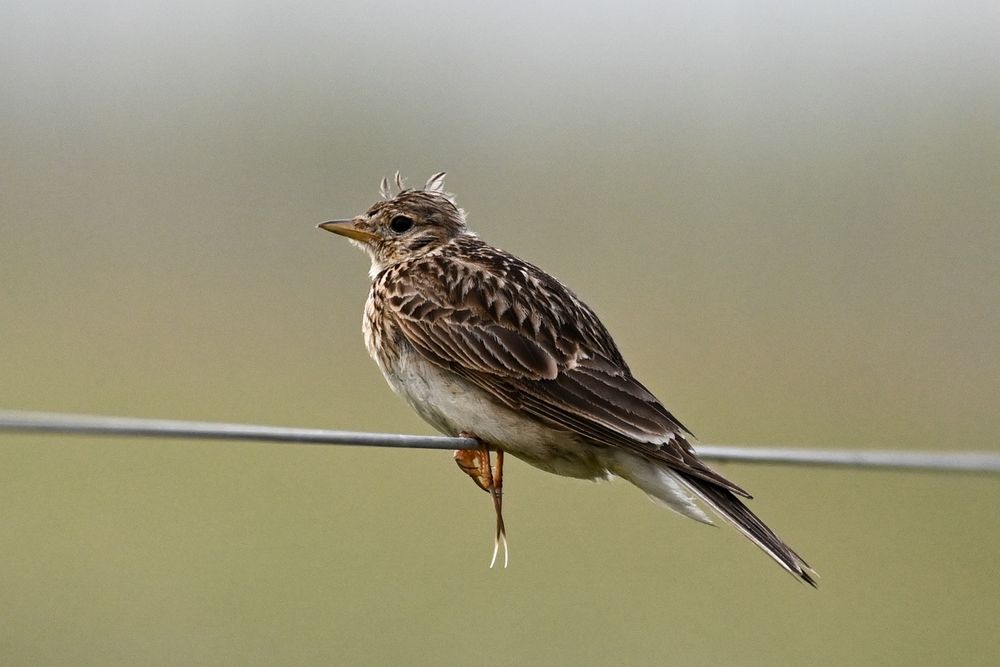 a skylark, with a slightly ruffled head, sits perched on a wire fence, showing its very long claws 