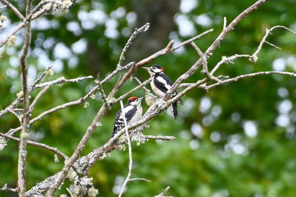 a male (above) and a juvenile (below) great spotted woodpecker sit on bare branches after feeding