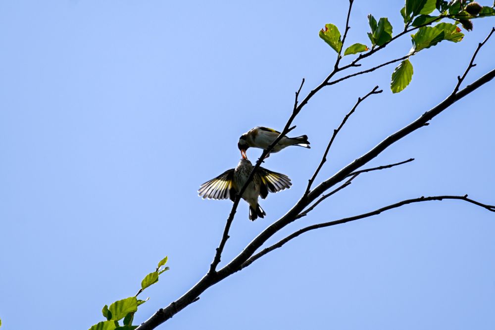 an adult goldfinch feeds its young on an open and quite bare branch, light shines through the juvenile’s open wings