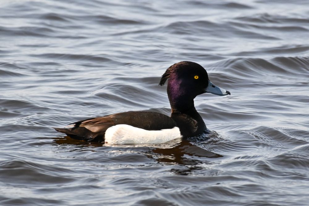 a tufted duck in the water, shining purple in the sun, showing off his nice haircut 