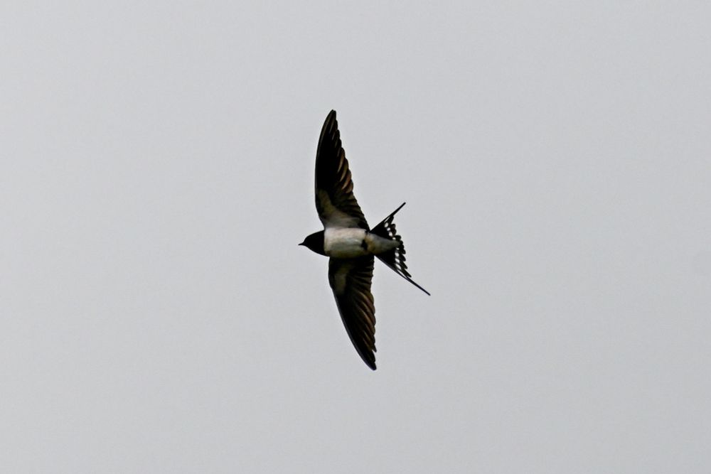 a barn swallow against a grey sky, flashing its fanned tail feathers