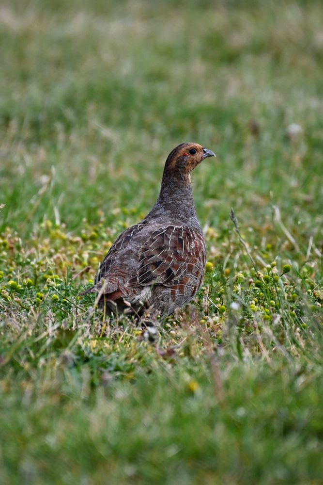 a grey partridge stood in grass with yellowish flowers
