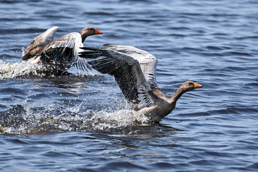 greylag geese splashing across the water