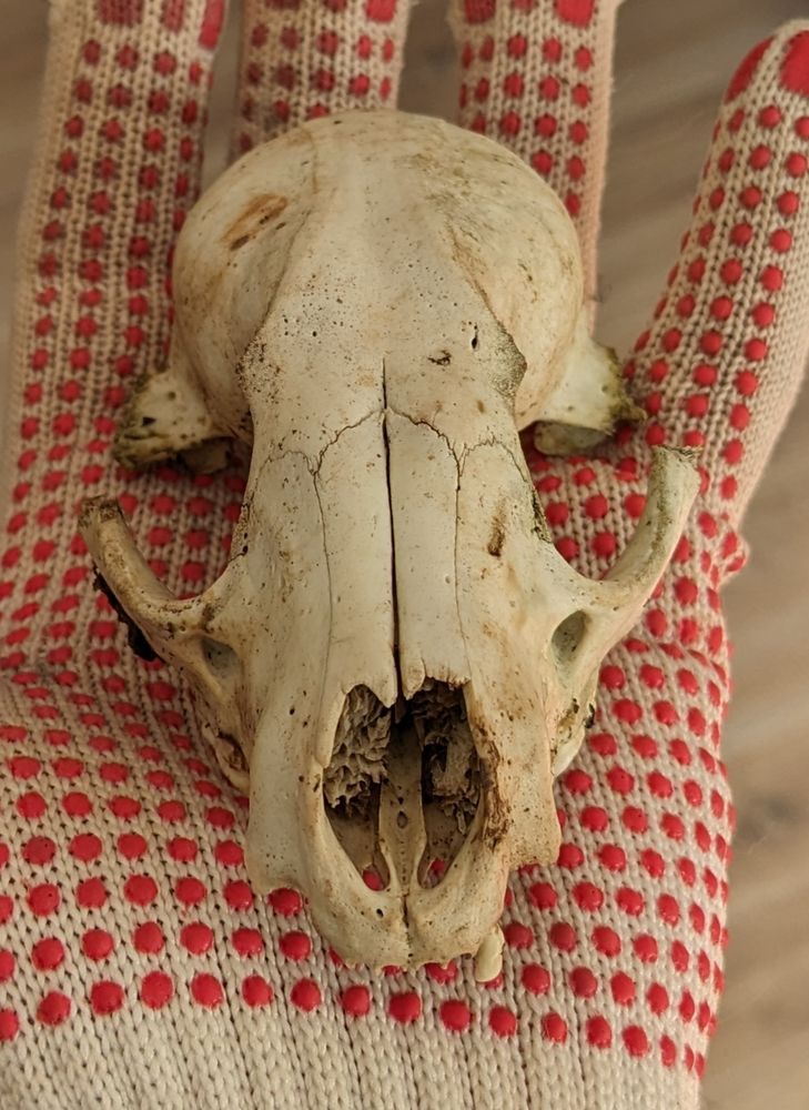 itty bitty bibby bubbo 