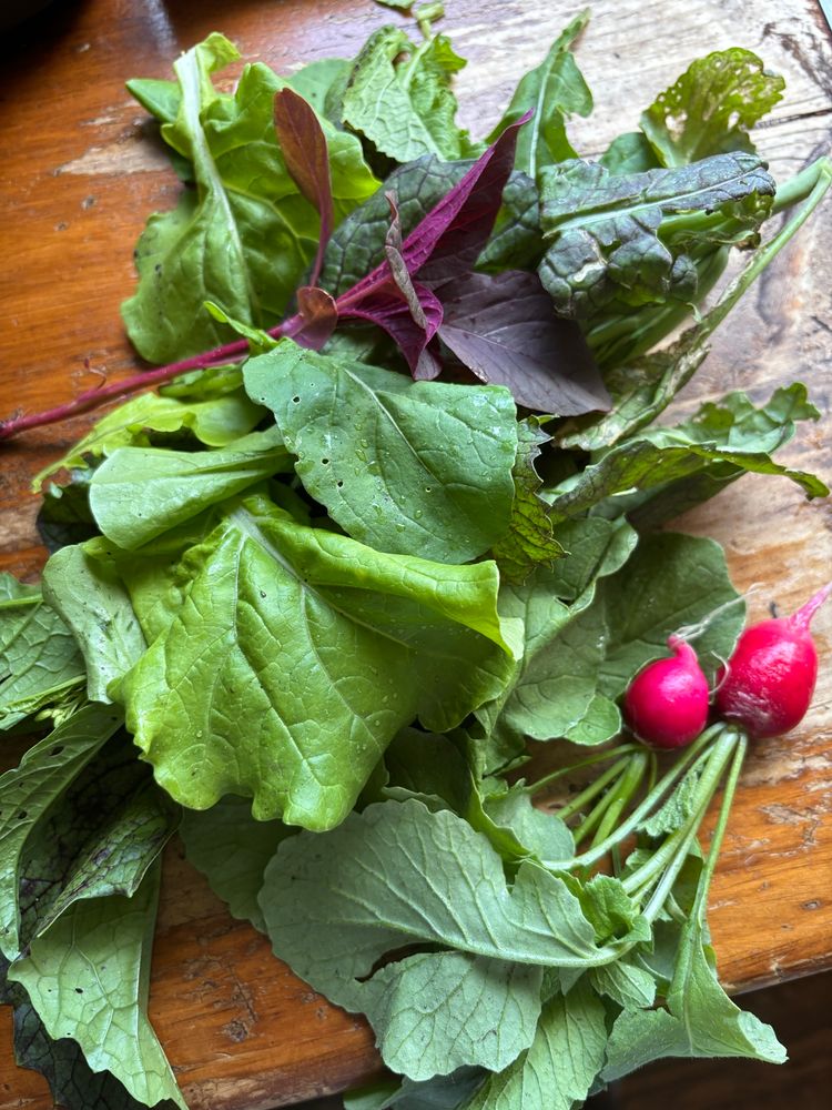 Freshly picked lettuce and radishes 