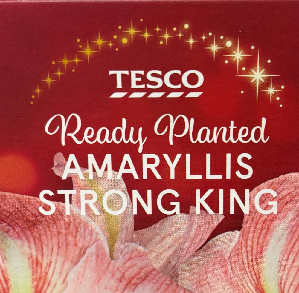TESCO
Ready Planted
AMARYLLIS
STRONG KING