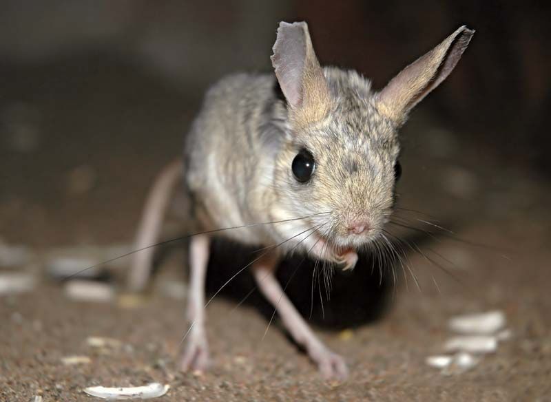 A jerboa (long legged hoppy rodent) photographed at night