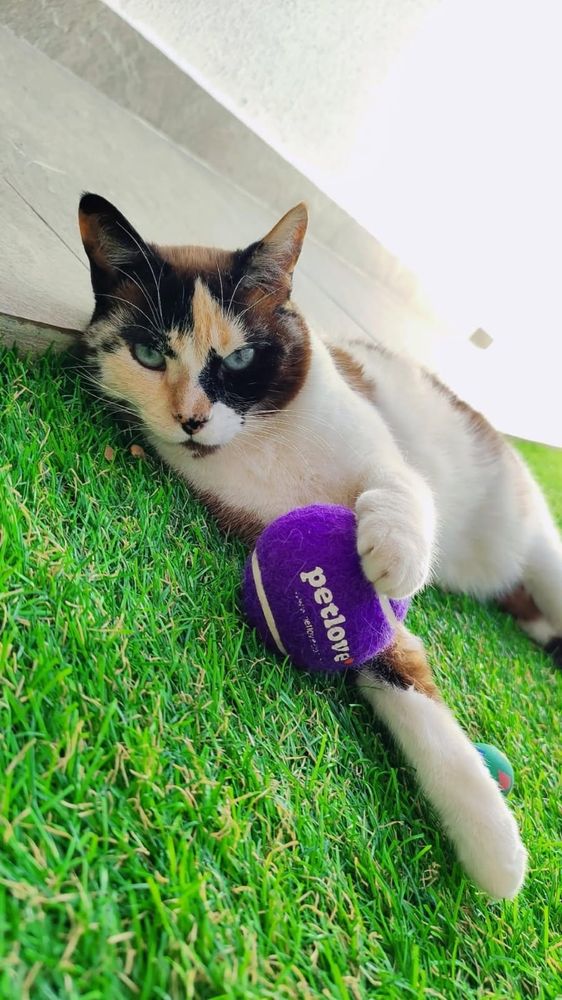 Gata Jennifer. Tricolor.