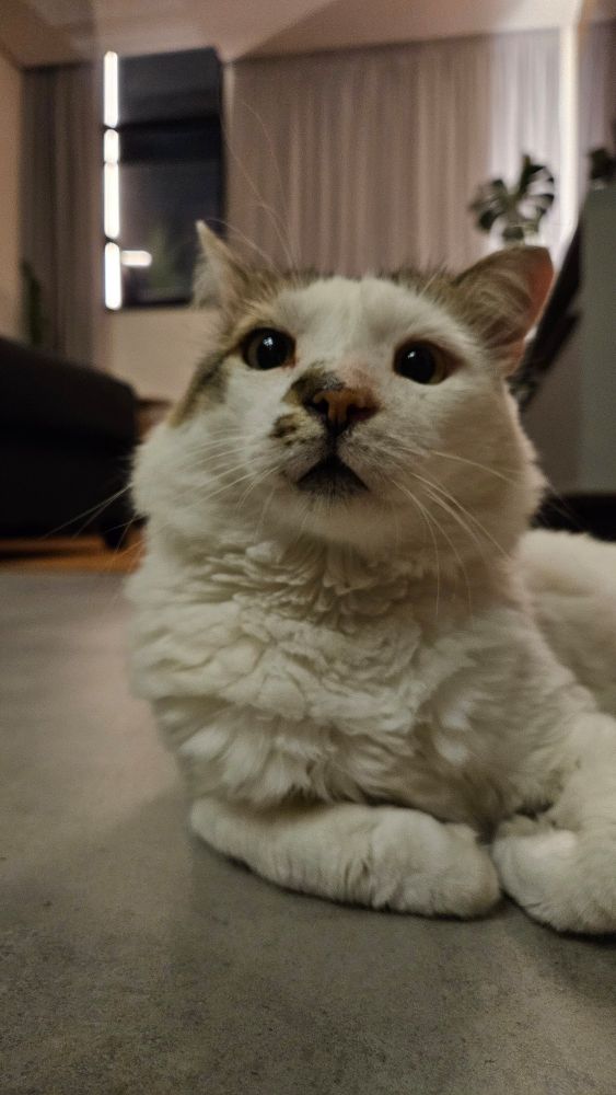 Gato Cabeção, branco com manchas bege.