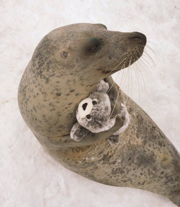 Seal on their side, holding a plush seal