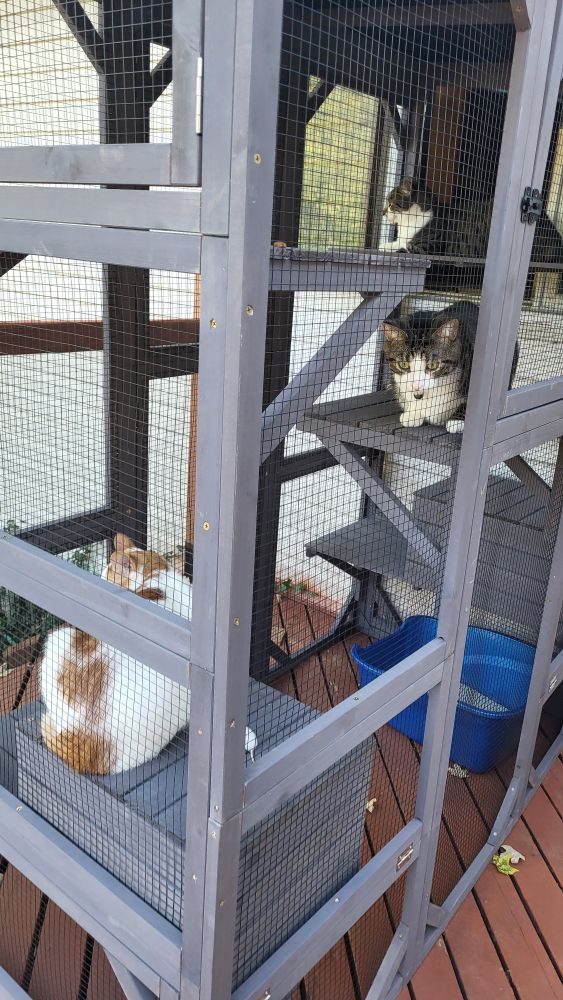 The catio on the back porch.
There are three cats. One closest to the window, one lower on another platform, and the last even lower on the cathouse.