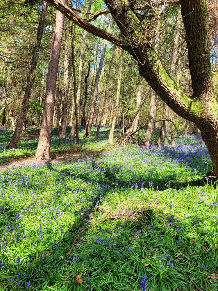 Carpet of bluebells in dappled sunlight, with tree branches & leaves