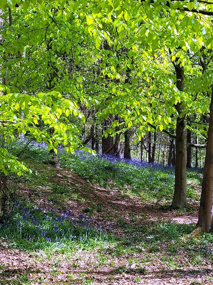 Bluebells, trees and dappled light