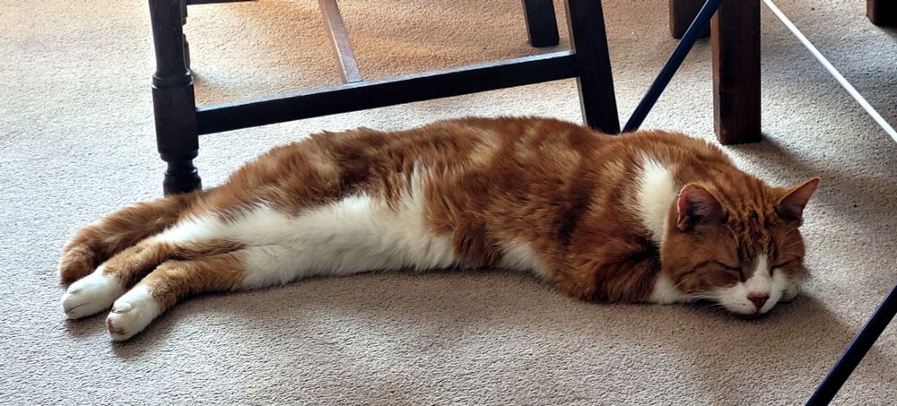 Ginger & white cat stretched out on indoor carpet